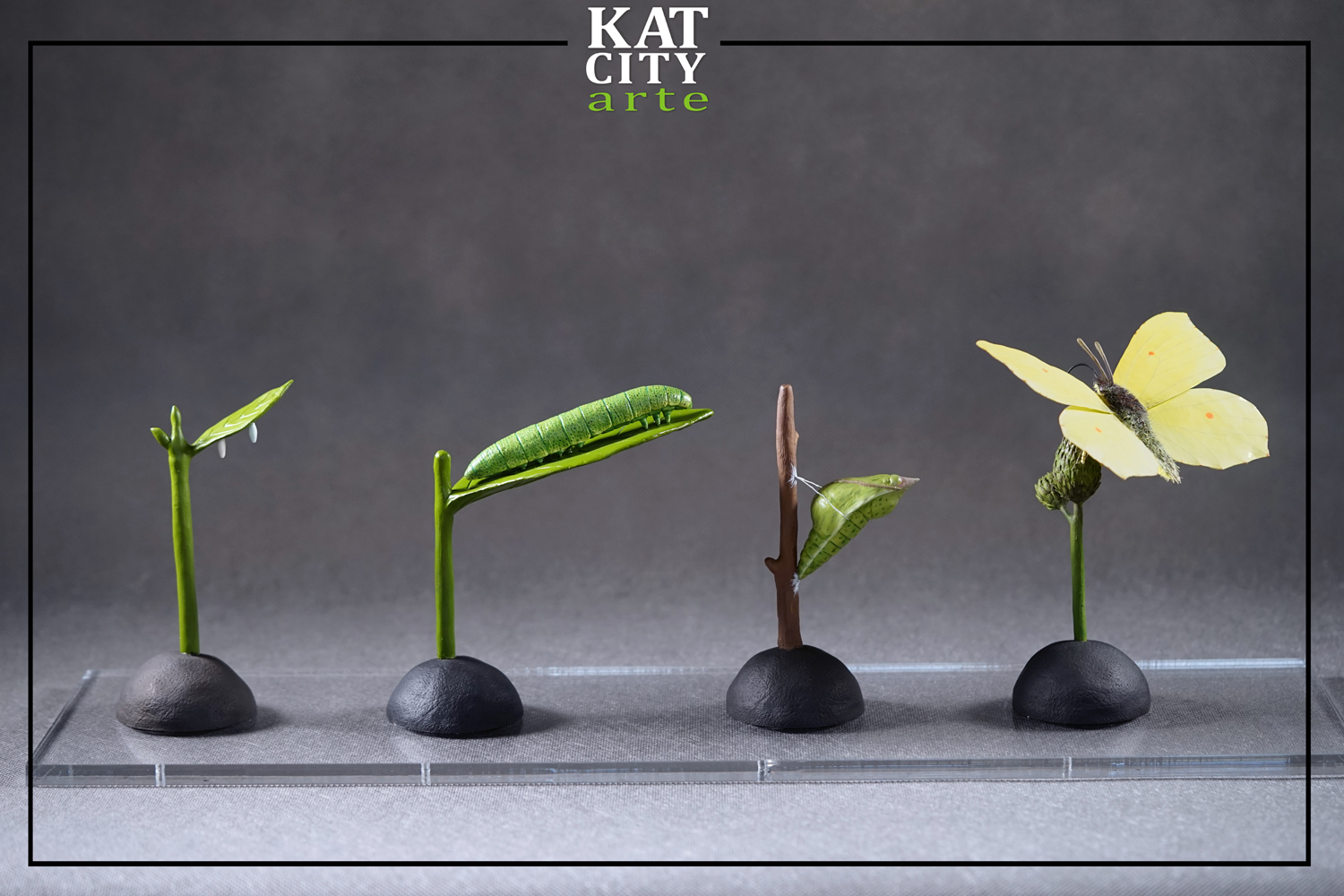 Zdjęcie: cykl cytrynka.jpg